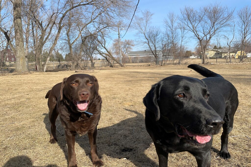 Dog Waste Removal Fargo