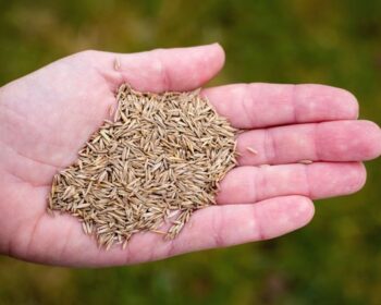 Best Grass Seed For North Dakota Lawns