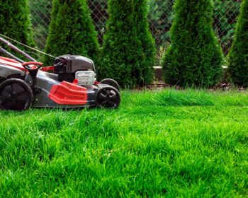 How Often Should I Mow My Lawn?