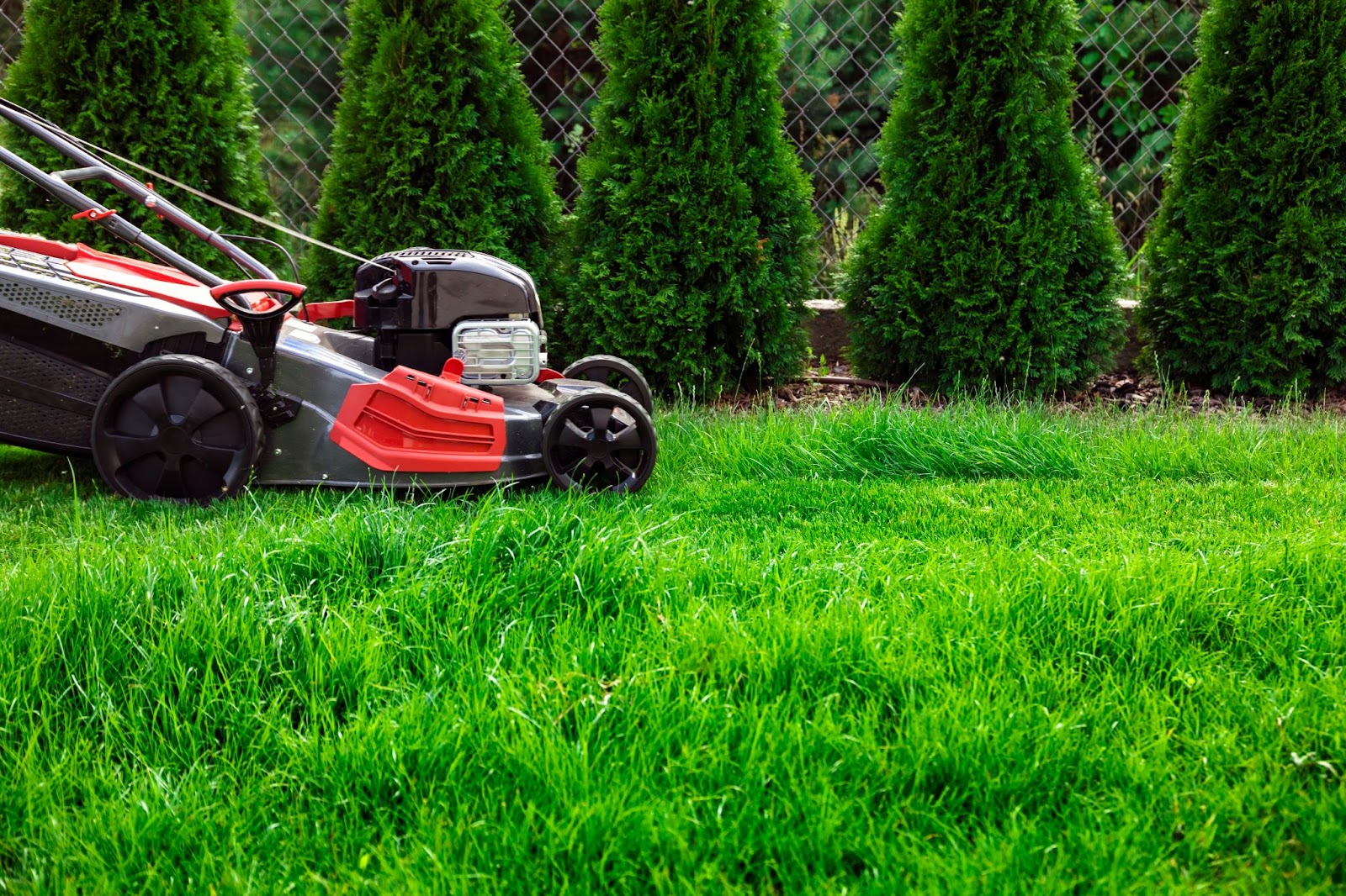How Often Should I Mow My Lawn?