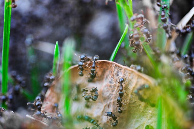 Lawn Pests Fargo